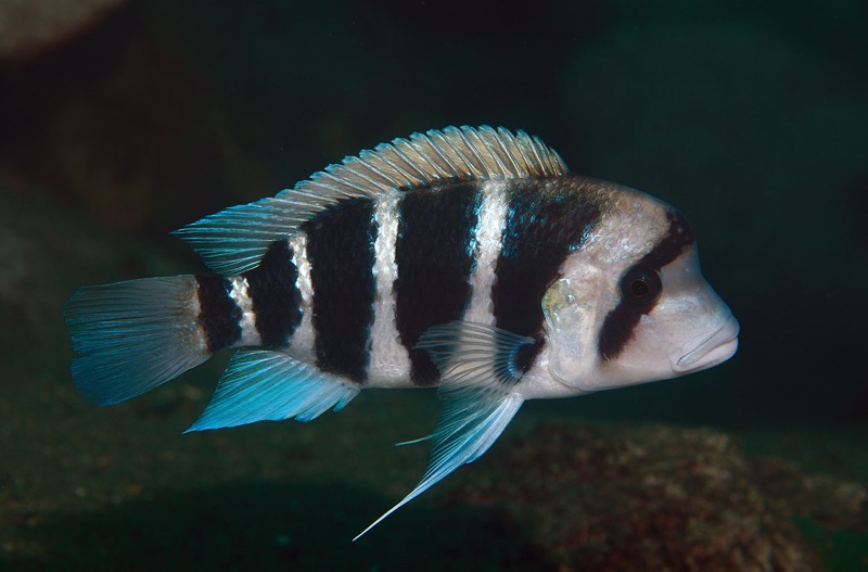 Cyphotilapia frontosa 'Siyeswe Bay'